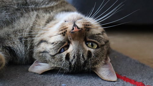 Close-up of tabby cat