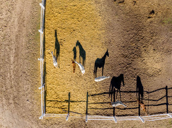 Aerial view of horses at ranch