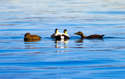 Ducks swimming in lake