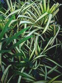 Full frame shot of green leaves