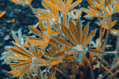 Close-up of orange flower in sea