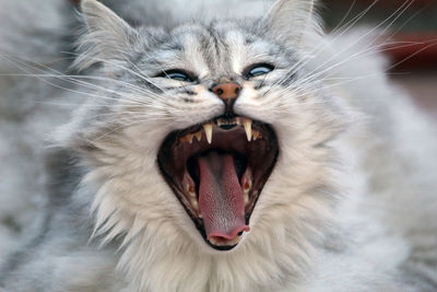 Close-up portrait of angry cat