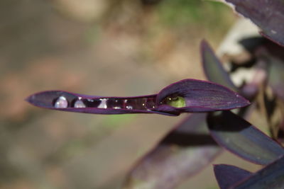 Close-up of leaf