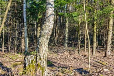 View of trees in forest