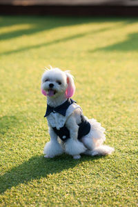 Cute puppy in a field