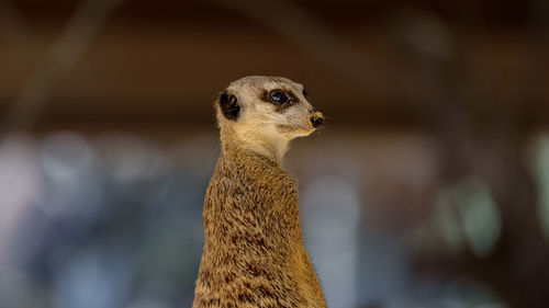 Close-up of meerkat