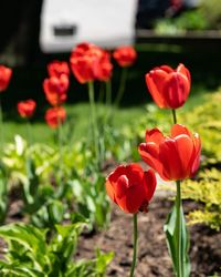 Close-up of red tulip flowers on field