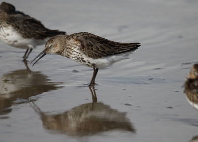 Bird drinking water in a lake