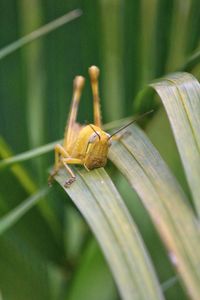 Close-up of snail on leaf