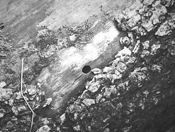 High angle view of flowers in water