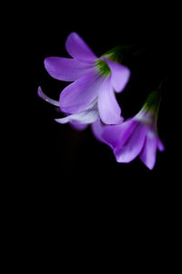 Close-up of purple flower against black background