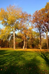 Trees in autumn