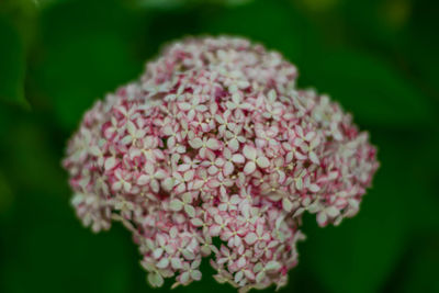 Close-up of pink flowers