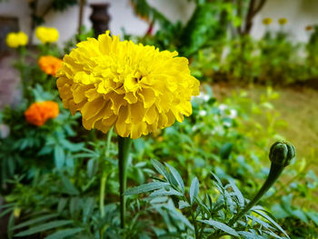 Close-up of yellow flower blooming outdoors