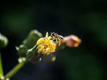 Close-up of insect on flower