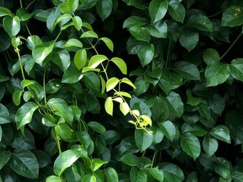 High angle view of flowering plant