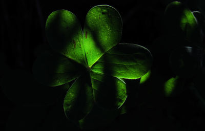 Close-up of plant against black background