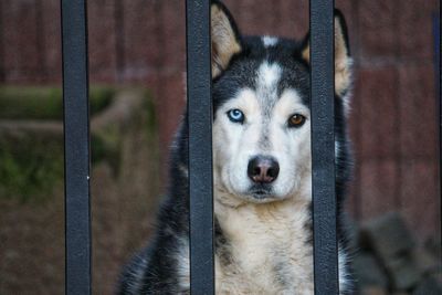 Portrait of dog looking through metal fence