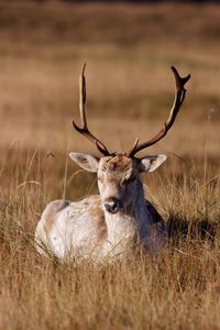 Stag resting on grassy field during sunny day