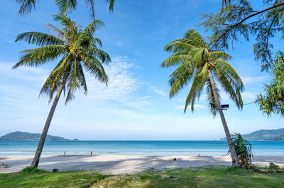 Palm trees on beach against sky