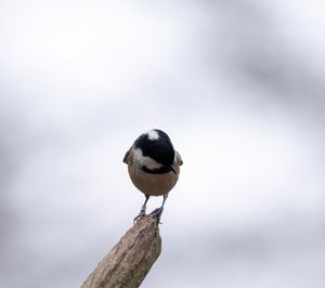 Low angle view of bird perching on branch against sky