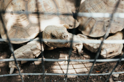 Close-up of a turtle