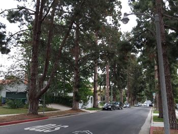 Road passing through trees