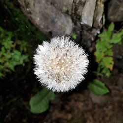 Close-up of dandelion