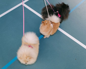 High angle view of dogs on a leash indoor