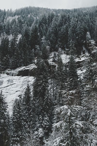 Pine trees in forest during winter