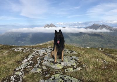 Dog standing in mountains