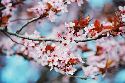 Close-up of cherry blossom tree