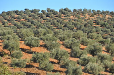 Trees on field against clear sky