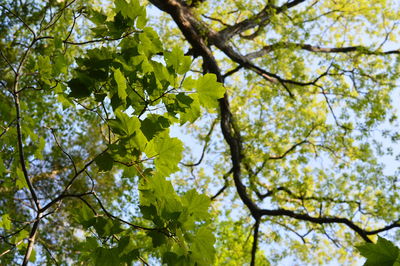 Low angle view of leaves on tree branches