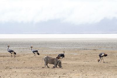 Flock of birds on shore against sky