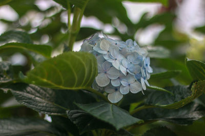 Close-up of flowering plant