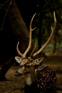 Chital deer in forest