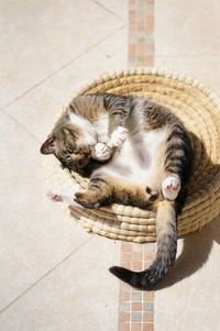 High angle view of cat sleeping on floor