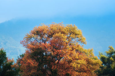 Low angle view of autumnal trees against sky