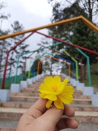 Close-up of hand holding yellow flowering plant