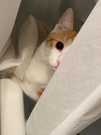 Close-up portrait of a cat