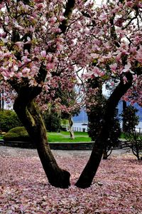 Pink cherry blossoms in park