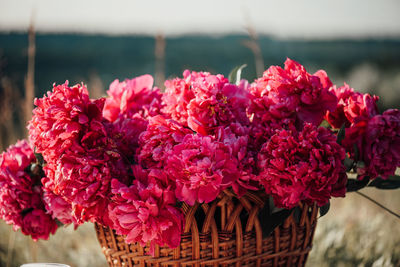 Close-up of pink flowering plants in basket