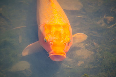 Close-up of fish swimming in water