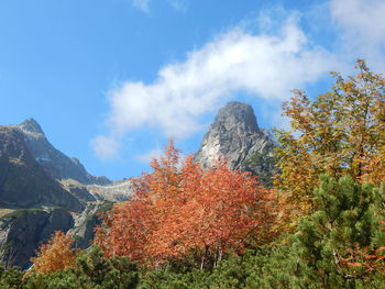 Plants growing on land against sky during autumn