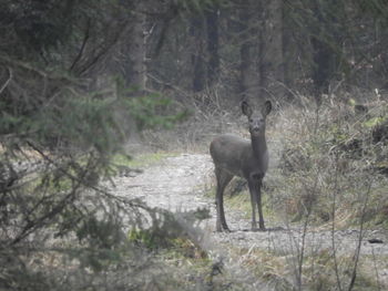 Portrait of deer standing on field