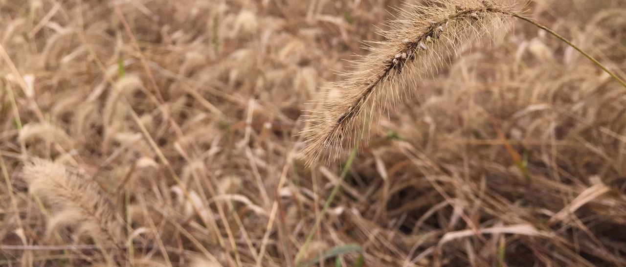 Lonely grass