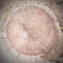 Close-up of tree stump in forest