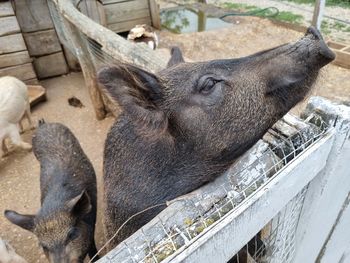 High angle view of an animal