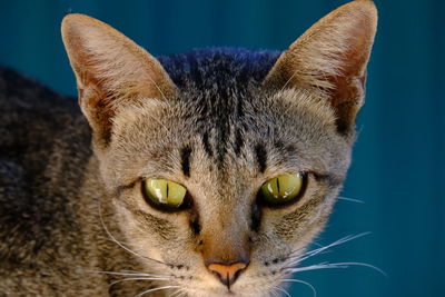 Close-up portrait of a cat